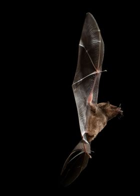 Vertical Long Tongued bat