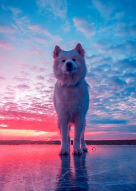 BEACH MOOD WITH DOGS