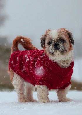 DOG IN SNOW WEATHER