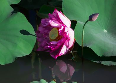 Lotus