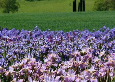 Pink and Violet Flowers