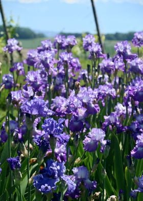 Violet Iris Field