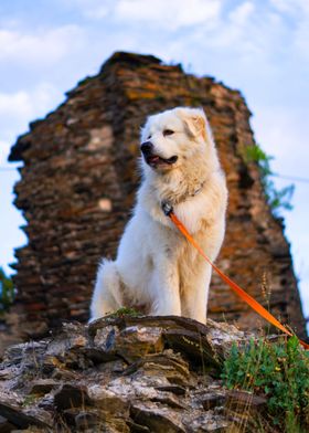 WHITE BREED DOG