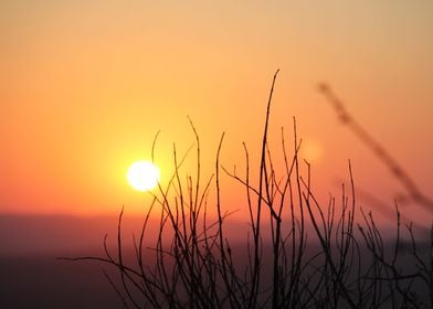 Safari Sunset