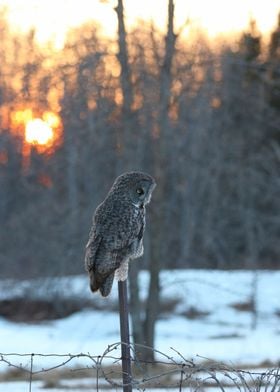 Great Gray Sunset