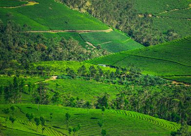 tea plantation