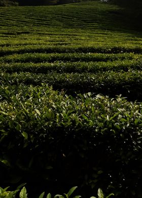 tea plantation