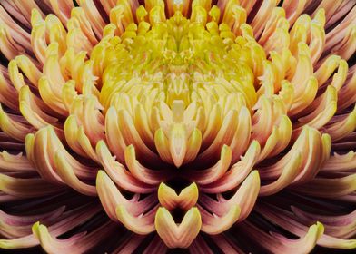 mandala of chrysanthemum