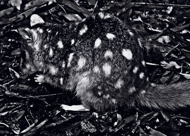 quoll