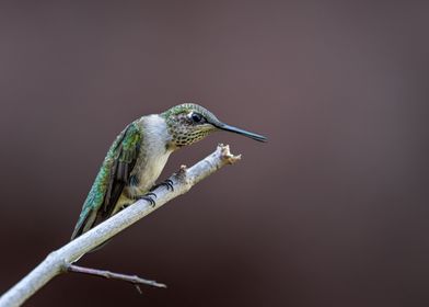 Birds in Nature