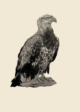 Eagle