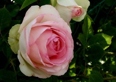 Beautiful Rose