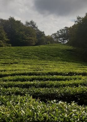 tea plantation