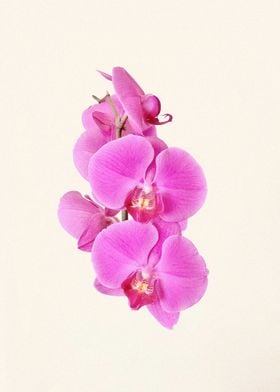 Orchid Flowers Print