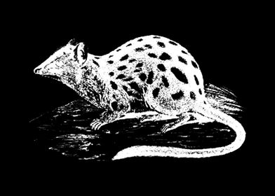 quoll