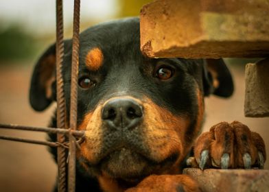 BLACK BREED DOG