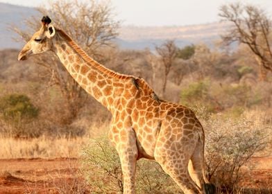 Giraffe in the Savannah