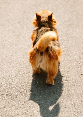 PUPPIES WALKING