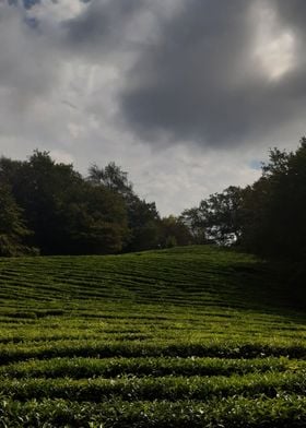 tea plantation