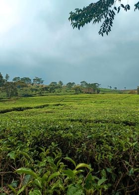 tea plantation