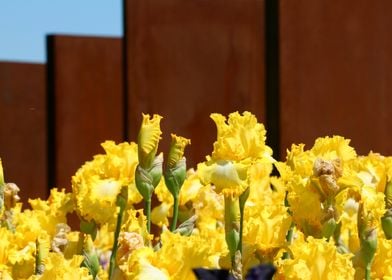 Yellow Iris Field