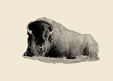 Lying bison