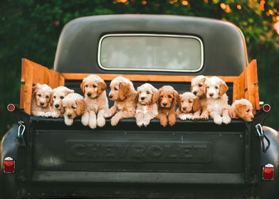 CUTE PUPPIES