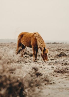 Horse Mustard Boho Mood