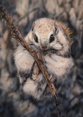 Japanese Flying Squirrel