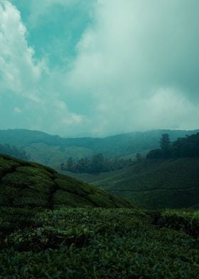 tea plantation