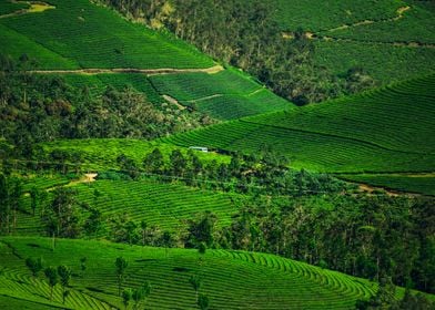 tea plantation