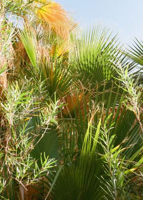 California Palm Frond 35mm