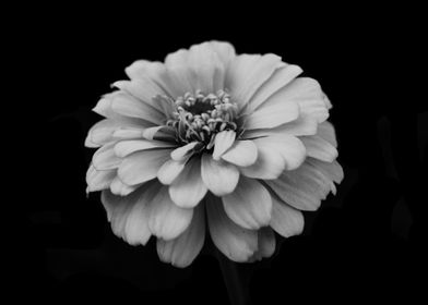 Black white zinnia flower