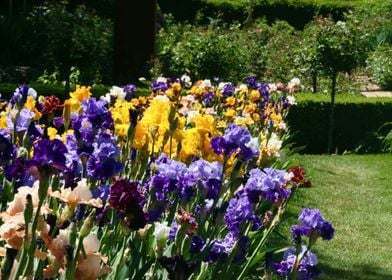 Colourful Iris Field