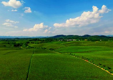 tea plantation