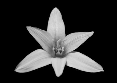 Black white lily flower
