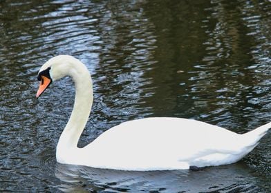 A Swans Graceful Glide