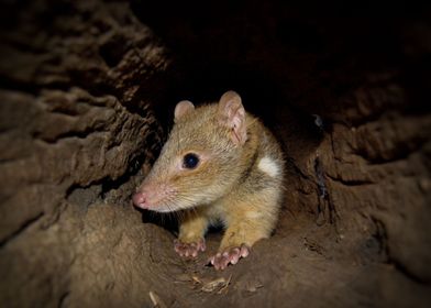 quoll animal nature