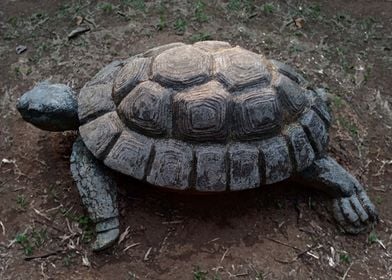 Tortoise Statue