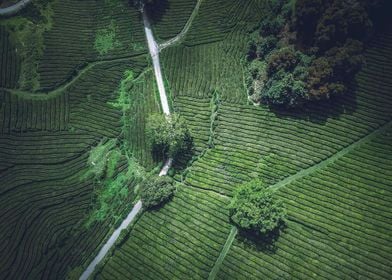 tea plantation