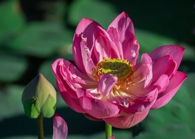 Heavy petal lotus