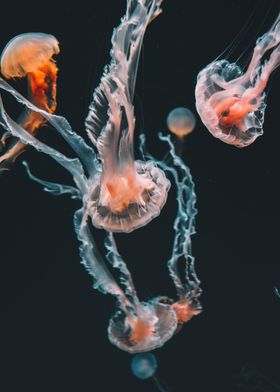 Jellyfish community