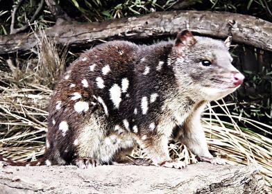 quoll animal nature