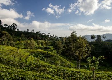 tea plantation