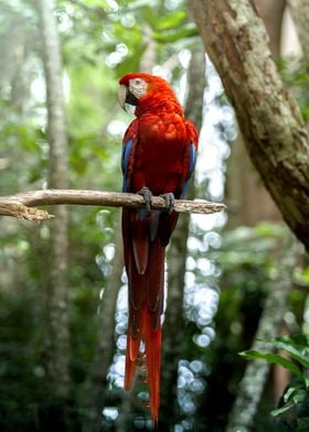 Red Parrot