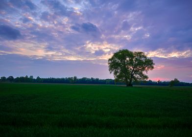 Sunset above field