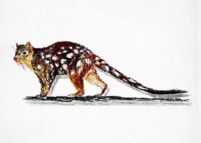 quoll animal nature