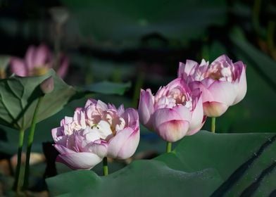 Heavy petal lotus