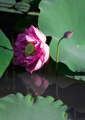 Heavy petal lotus