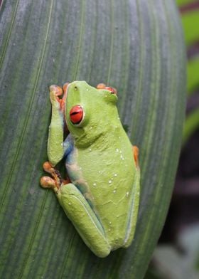 Tropical Rainforest Frog